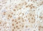 NCBP2 Antibody in Immunohistochemistry (IHC)