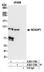 NCKAP1/NAP125 Antibody in Western Blot (WB)