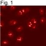 SRC1 Antibody in Immunocytochemistry (ICC/IF)