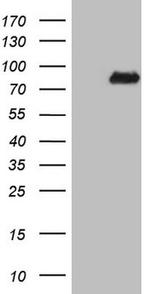 NCOA4 Antibody in Western Blot (WB)