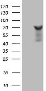 NCOA4 Antibody in Western Blot (WB)