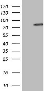 NCOA4 Antibody in Western Blot (WB)