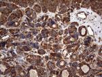 NCR2 Antibody in Immunohistochemistry (Paraffin) (IHC (P))