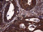 NCR2 Antibody in Immunohistochemistry (Paraffin) (IHC (P))