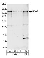 NCoR Antibody in Western Blot (WB)