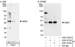 NDE1 Antibody in Western Blot (WB)