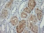 NDEL1 Antibody in Immunohistochemistry (Paraffin) (IHC (P))