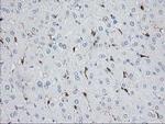 NDEL1 Antibody in Immunohistochemistry (Paraffin) (IHC (P))