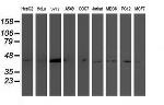 NDEL1 Antibody in Western Blot (WB)