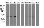 NDEL1 Antibody in Western Blot (WB)