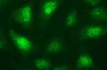 NDN Antibody in Immunocytochemistry (ICC/IF)