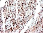 NDN Antibody in Immunohistochemistry (Paraffin) (IHC (P))