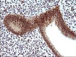 NDN Antibody in Immunohistochemistry (Paraffin) (IHC (P))