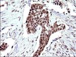 NDN Antibody in Immunohistochemistry (Paraffin) (IHC (P))