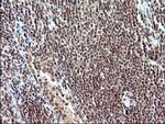 NDN Antibody in Immunohistochemistry (Paraffin) (IHC (P))