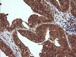 NDOR1 Antibody in Immunohistochemistry (Paraffin) (IHC (P))