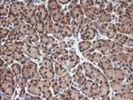 NDOR1 Antibody in Immunohistochemistry (Paraffin) (IHC (P))