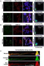 NDUFA13 Antibody in Immunocytochemistry (ICC/IF)