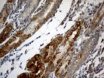 NDUFA2 Antibody in Immunohistochemistry (Paraffin) (IHC (P))