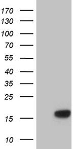 NDUFA4L2 Antibody in Western Blot (WB)