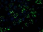 NDUFA7 Antibody in Immunocytochemistry (ICC/IF)