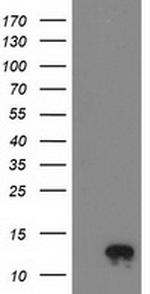 NDUFA7 Antibody in Western Blot (WB)