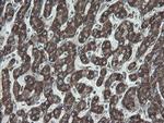 NDUFB10 Antibody in Immunohistochemistry (Paraffin) (IHC (P))