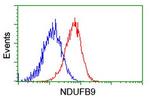 NDUFB9 Antibody in Flow Cytometry (Flow)