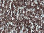 NDUFB9 Antibody in Immunohistochemistry (Paraffin) (IHC (P))