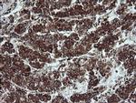 NDUFB9 Antibody in Immunohistochemistry (Paraffin) (IHC (P))