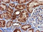 NDUFB9 Antibody in Immunohistochemistry (Paraffin) (IHC (P))