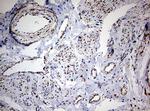 NDUFS2 Antibody in Immunohistochemistry (Paraffin) (IHC (P))