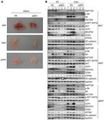 NDUFS4 Antibody in Western Blot (WB)