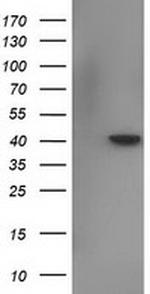 NECAB1 Antibody in Western Blot (WB)