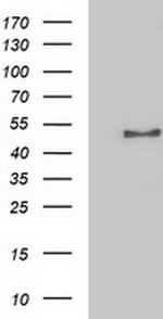 NECAB1 Antibody in Western Blot (WB)