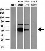 NECAB1 Antibody in Western Blot (WB)