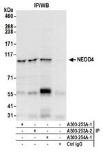 NEDD4 Antibody in Immunoprecipitation (IP)