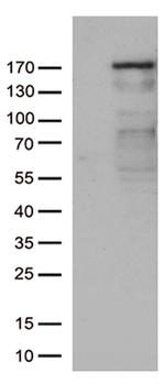 NEDD4 Antibody in Western Blot (WB)