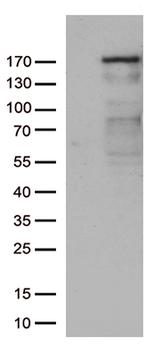 NEDD4 Antibody in Western Blot (WB)