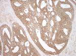 NEDD4L Antibody in Immunohistochemistry (IHC)