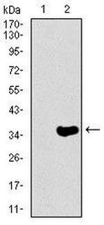 NF-H Antibody in Western Blot (WB)