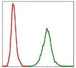 NEFL Antibody in Flow Cytometry (Flow)