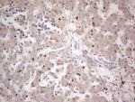 NEFM Antibody in Immunohistochemistry (Paraffin) (IHC (P))