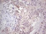 NEFM Antibody in Immunohistochemistry (Paraffin) (IHC (P))