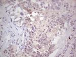 NEFM Antibody in Immunohistochemistry (Paraffin) (IHC (P))