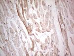 NEFM Antibody in Immunohistochemistry (Paraffin) (IHC (P))