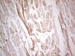 NEFM Antibody in Immunohistochemistry (Paraffin) (IHC (P))