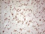 NEFM Antibody in Immunohistochemistry (Paraffin) (IHC (P))