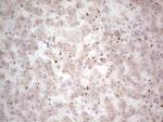 NEFM Antibody in Immunohistochemistry (Paraffin) (IHC (P))