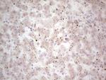 NEFM Antibody in Immunohistochemistry (Paraffin) (IHC (P))